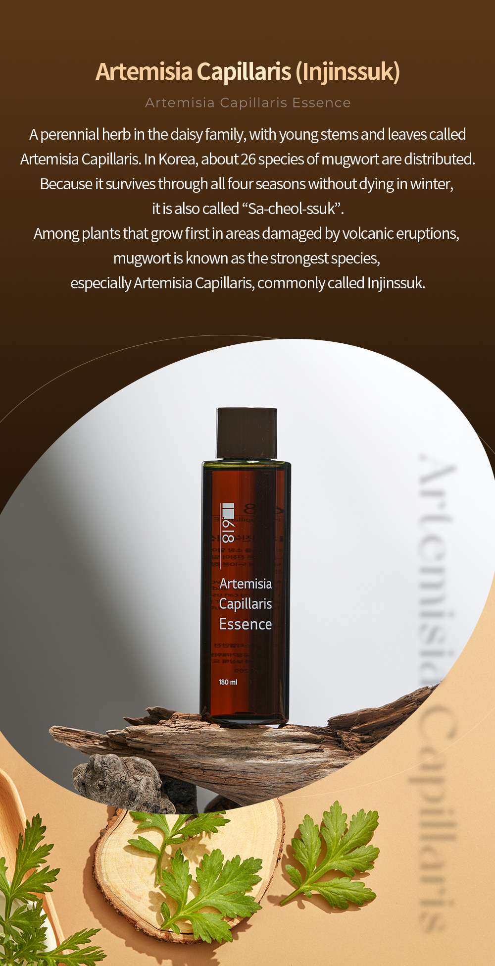 Artemisia Capillaris Essence Details 4